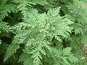 Artemisia pontica (wormwood)_2